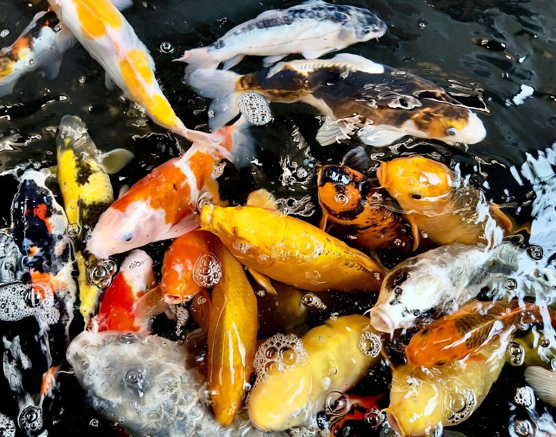 Koi Carp